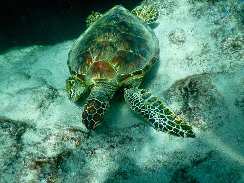 sea life brown and green turtle turtle